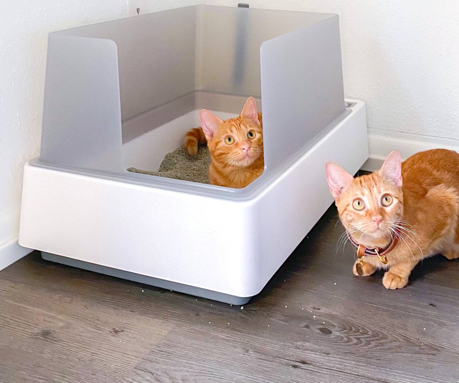 cat litter box